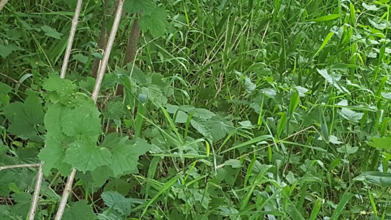 Columbus PARC - Campbellsport, WI