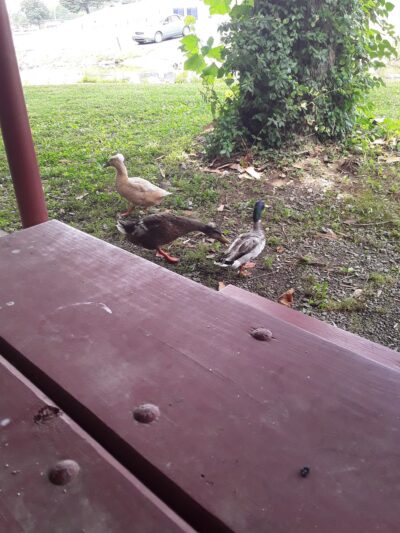 Miller Park - Campbellsville, KY