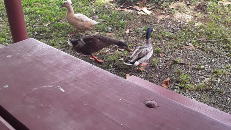 Miller Park - Campbellsville, KY