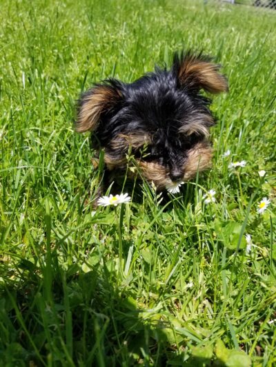 Village Park - Canaseraga, NY