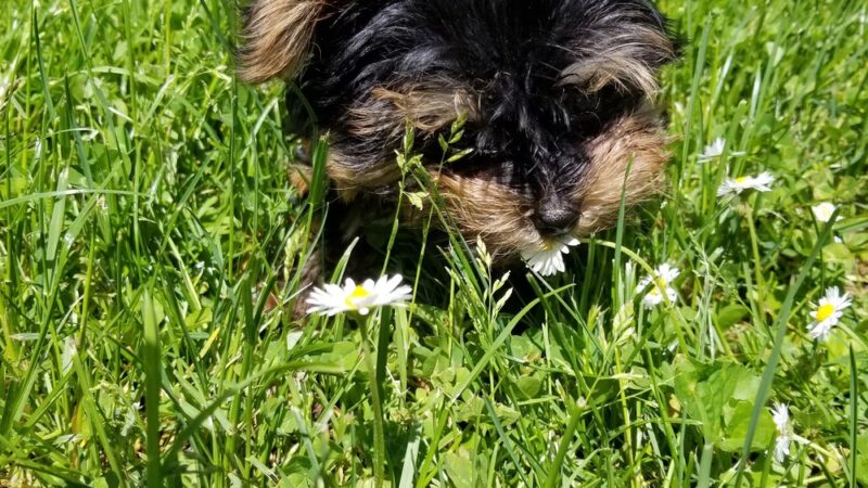 Village Park - Canaseraga, NY