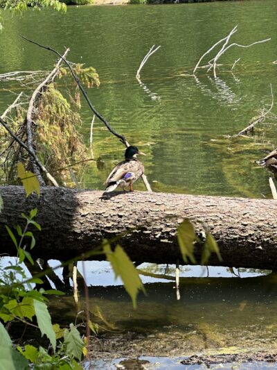 Peters Lake Park - Canonsburg, PA