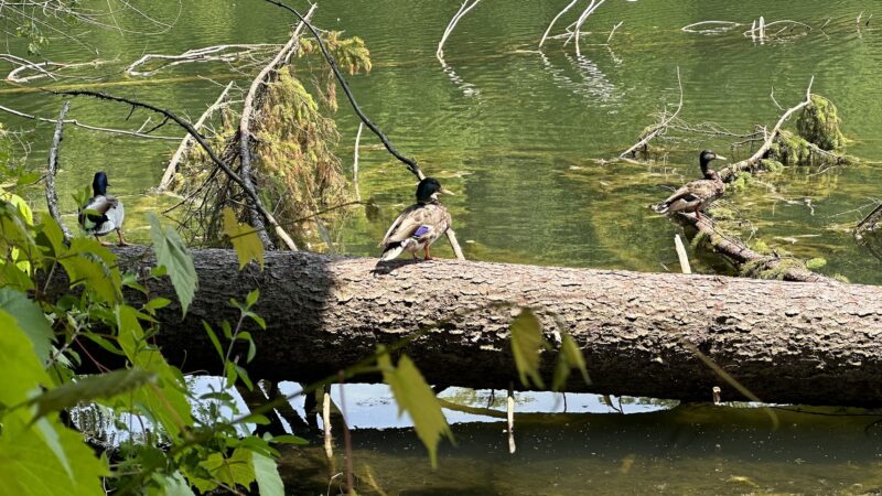 Peters Lake Park - Canonsburg, PA