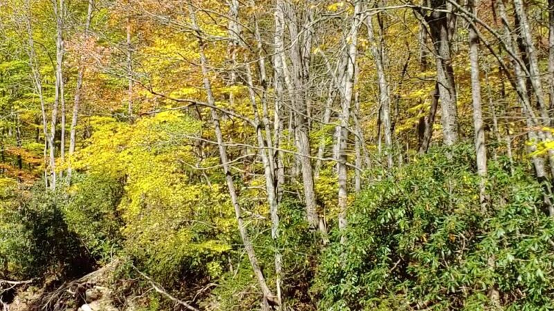 Big East Fork Pisgah - Canton, NC