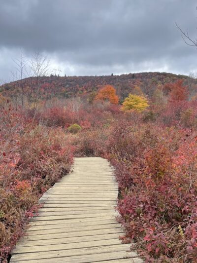 Graveyard Fields Loop Trail - Canton, NC