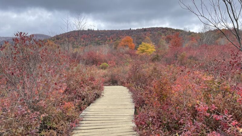 Graveyard Fields Loop Trail - Canton, NC