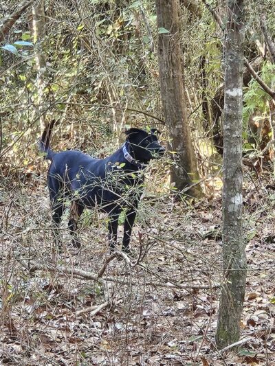 Dandelion Ridge - Cantonment, FL