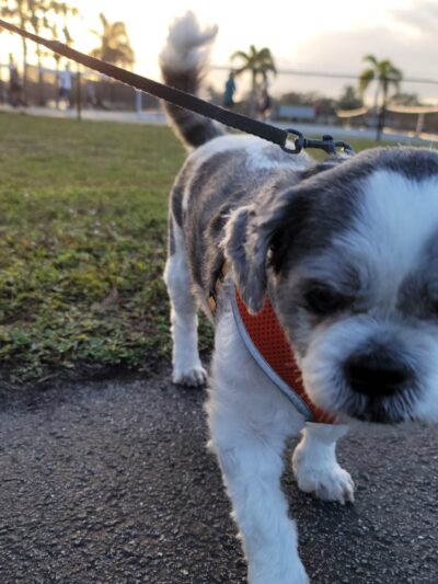 Cape Coral Joe Stonis Park - Cape Coral, FL