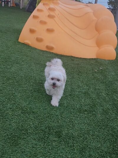 Del Prado Linear Park - Cape Coral, FL