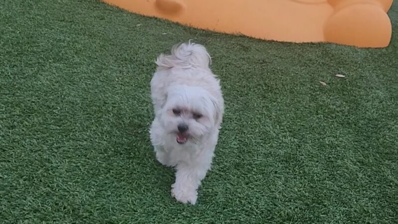 Del Prado Linear Park - Cape Coral, FL