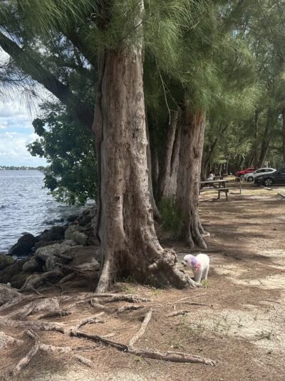 Jaycee Park - Cape Coral, FL