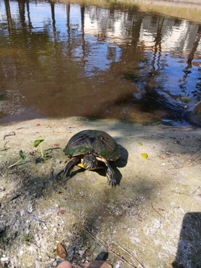 Reflections Park - Cape Coral, FL