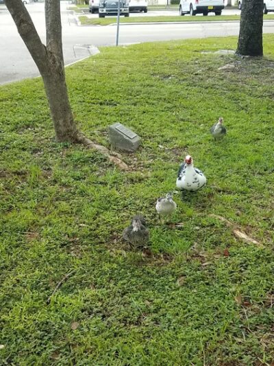 Reflections Park - Cape Coral, FL