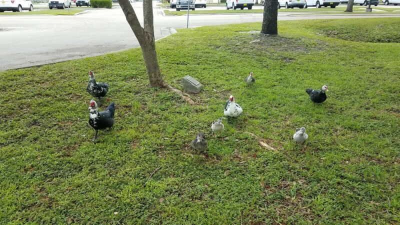 Reflections Park - Cape Coral, FL