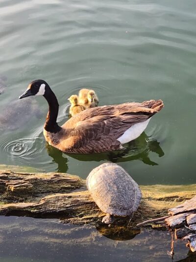 Cape Fair Boat Dock & Marina - Cape Fair, MO