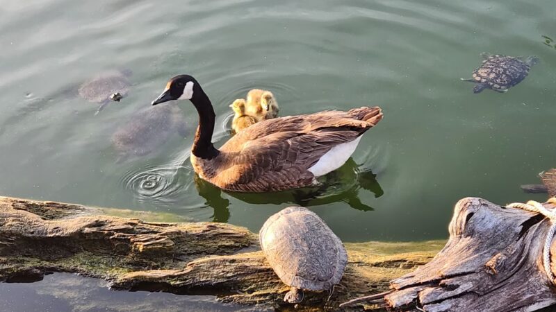 Cape Fair Boat Dock & Marina - Cape Fair, MO