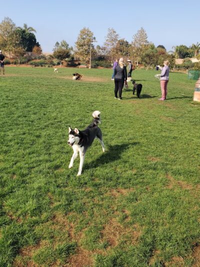Encinitas Dog Park - Cardiff, CA