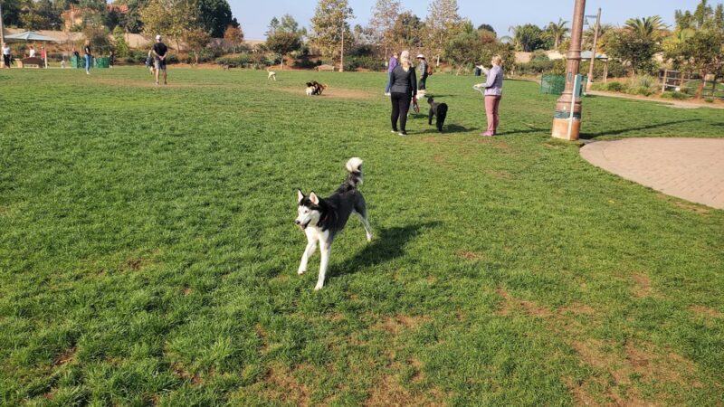 Encinitas Dog Park - Cardiff, CA