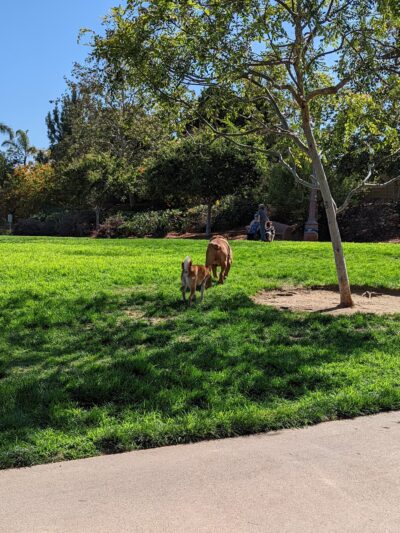 Encinitas Dog Park - Cardiff, CA