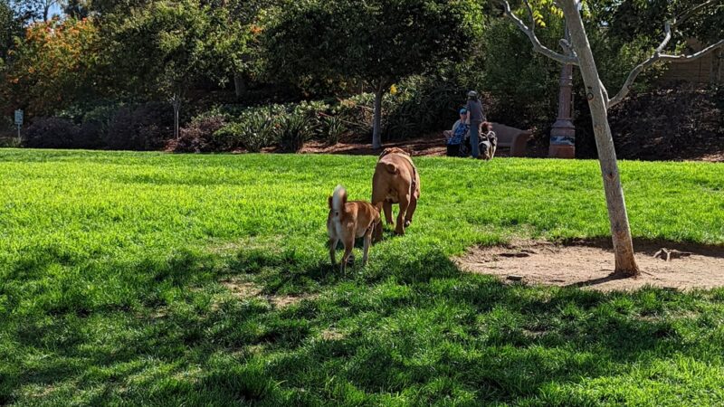 Encinitas Dog Park - Cardiff, CA