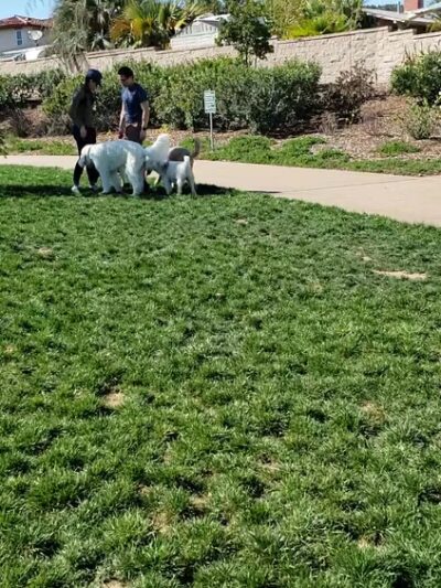 Encinitas Dog Park - Cardiff, CA