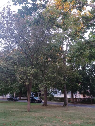 Linder Park - Carlisle, PA