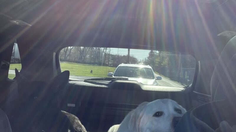 Not a public Dog Park - Carlisle, PA