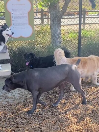 Alga Norte Dog Park - Carlsbad, CA