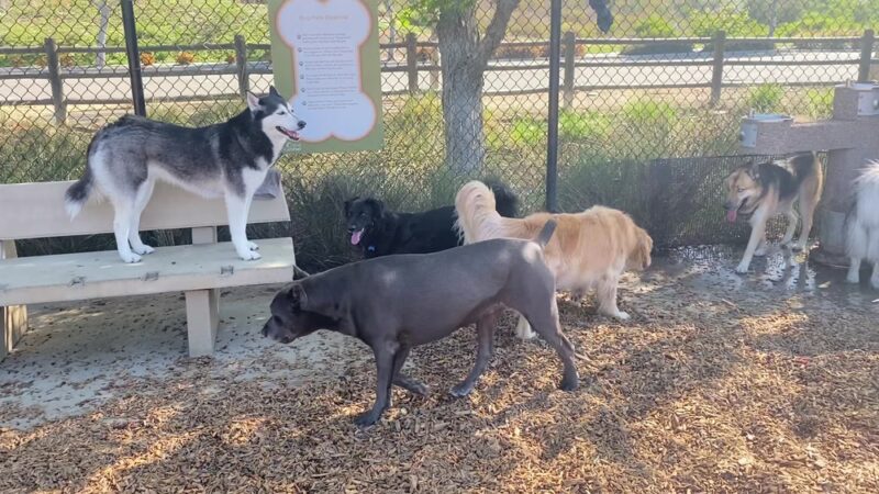 Alga Norte Dog Park - Carlsbad, CA