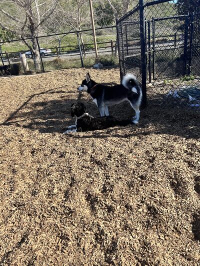 Alga Norte Dog Park - Carlsbad, CA