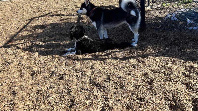Alga Norte Dog Park - Carlsbad, CA
