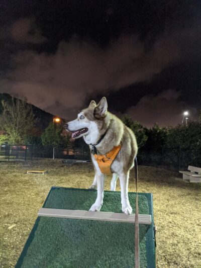 Alga Norte Dog Park - Carlsbad, CA