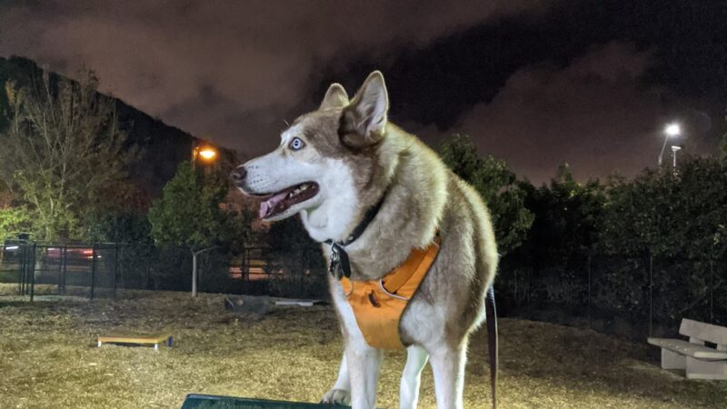 Alga Norte Dog Park - Carlsbad, CA