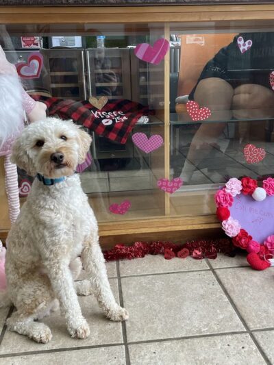 Backyard Bones - Carmel Hamlet, NY