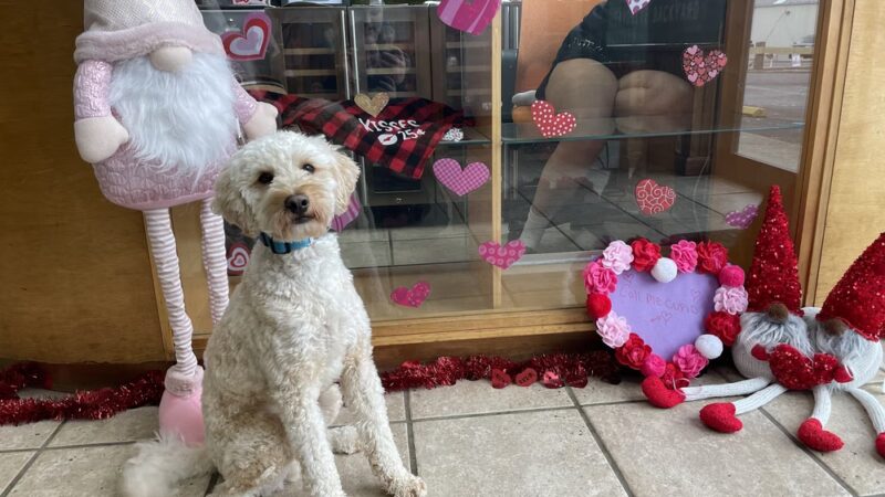 Backyard Bones - Carmel Hamlet, NY