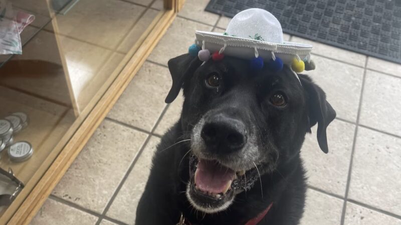 Backyard Bones - Carmel Hamlet, NY