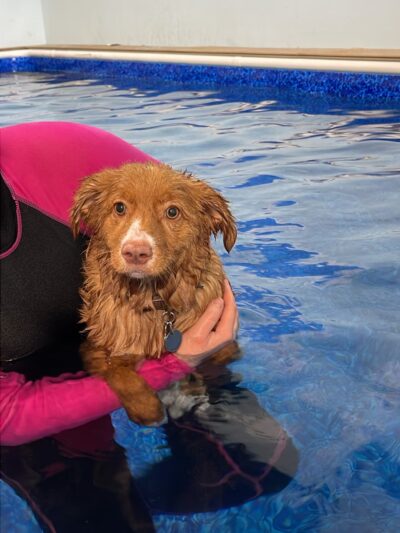 Backyard Bones - Carmel Hamlet, NY