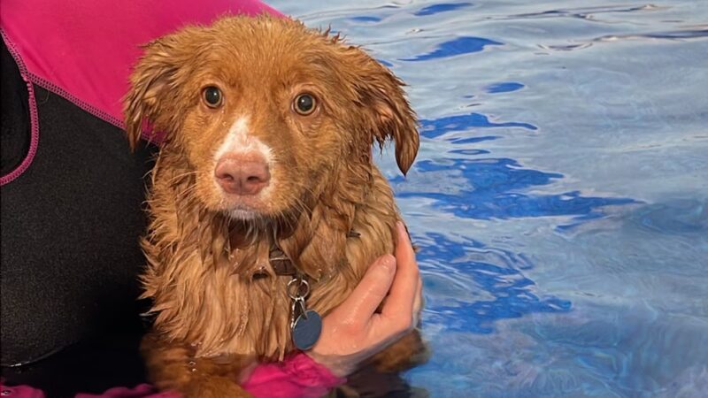 Backyard Bones - Carmel Hamlet, NY