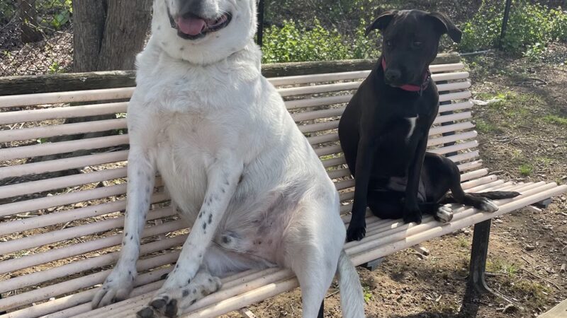 Backyard Bones - Carmel Hamlet, NY