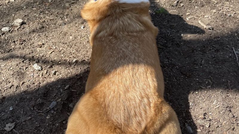 Backyard Bones - Carmel Hamlet, NY