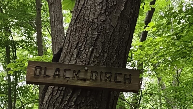 Fred Dill Wildlife Sanctuary - Carmel Hamlet, NY