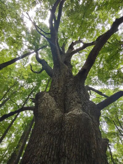 Fred Dill Wildlife Sanctuary - Carmel Hamlet, NY