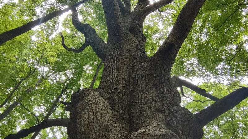 Fred Dill Wildlife Sanctuary - Carmel Hamlet, NY