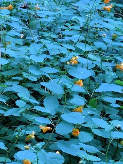 Parking for Putnam Trailway - Carmel Hamlet, NY