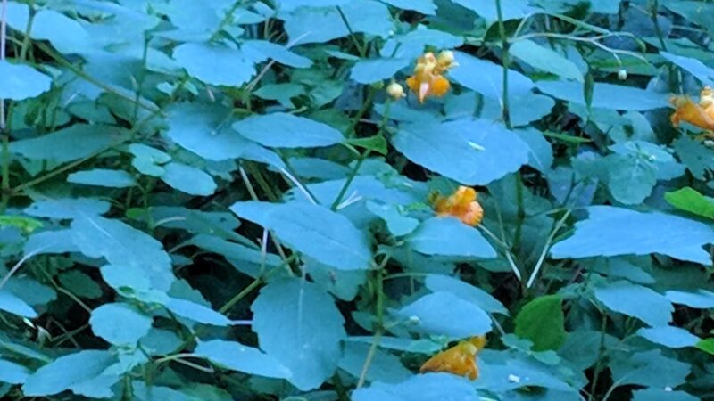 Parking for Putnam Trailway - Carmel Hamlet, NY