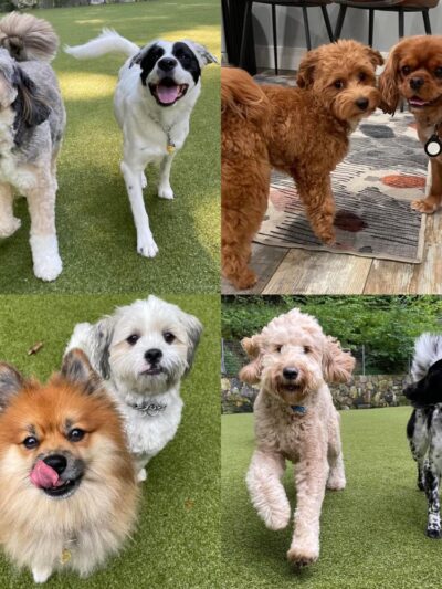 Westchester K-9 - Serving Westchester, Putnam, CT, NYC - Carmel Hamlet, NY