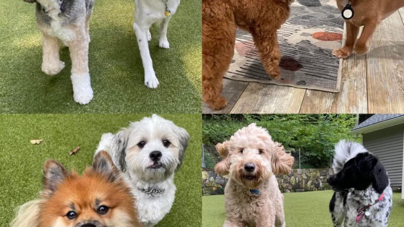 Westchester K-9 - Serving Westchester, Putnam, CT, NYC - Carmel Hamlet, NY