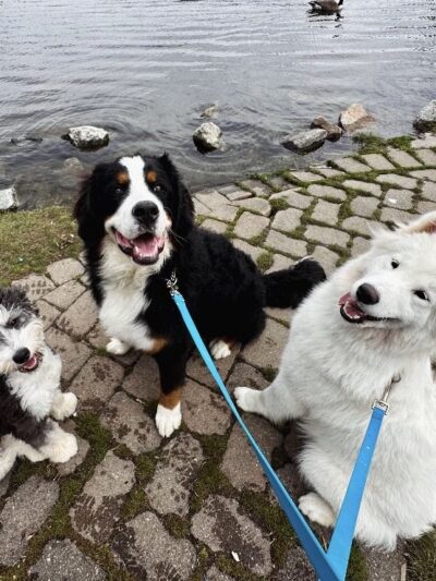 Westchester K-9 - Serving Westchester, Putnam, CT, NYC - Carmel Hamlet, NY