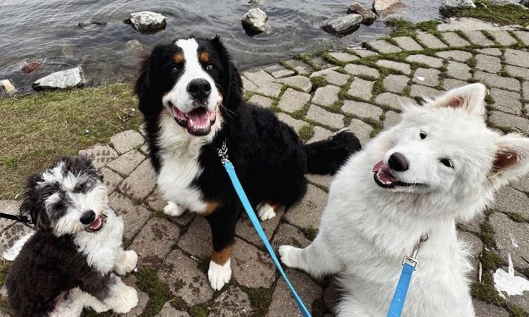 Westchester K-9 - Serving Westchester, Putnam, CT, NYC - Carmel Hamlet, NY