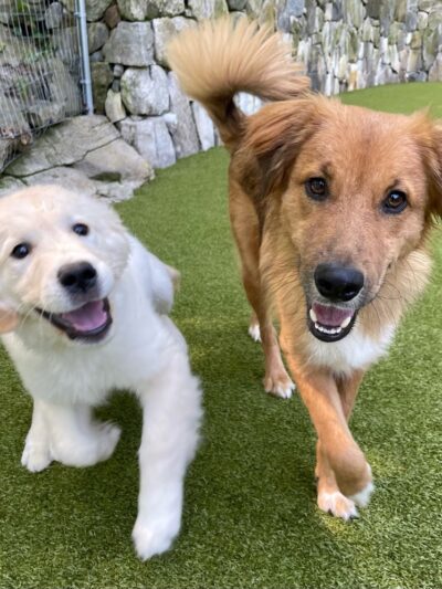 Westchester K-9 - Serving Westchester, Putnam, CT, NYC - Carmel Hamlet, NY